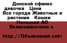 Донской сфинкс девочка › Цена ­ 15 000 - Все города Животные и растения » Кошки   . Ненецкий АО,Великовисочное с.